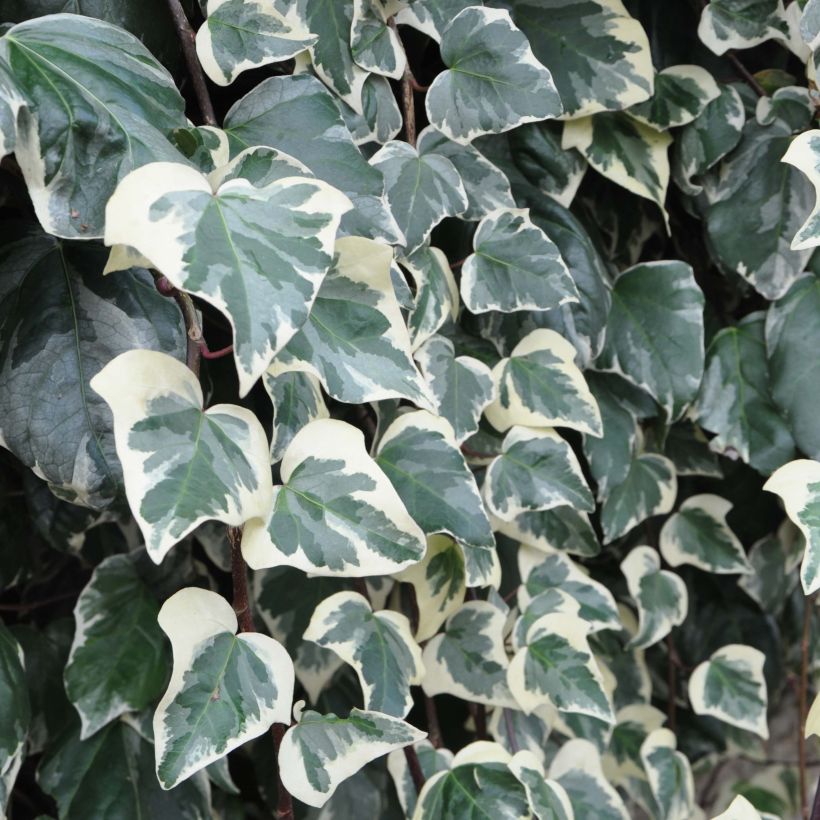 Hedera algeriensis Gloire de Marengo - Algerian Ivy (Foliage)