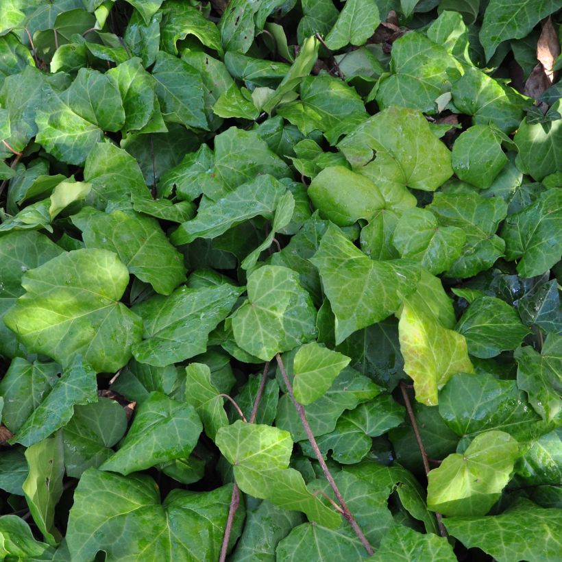 Hedera colchica - Persian Ivy (Foliage)