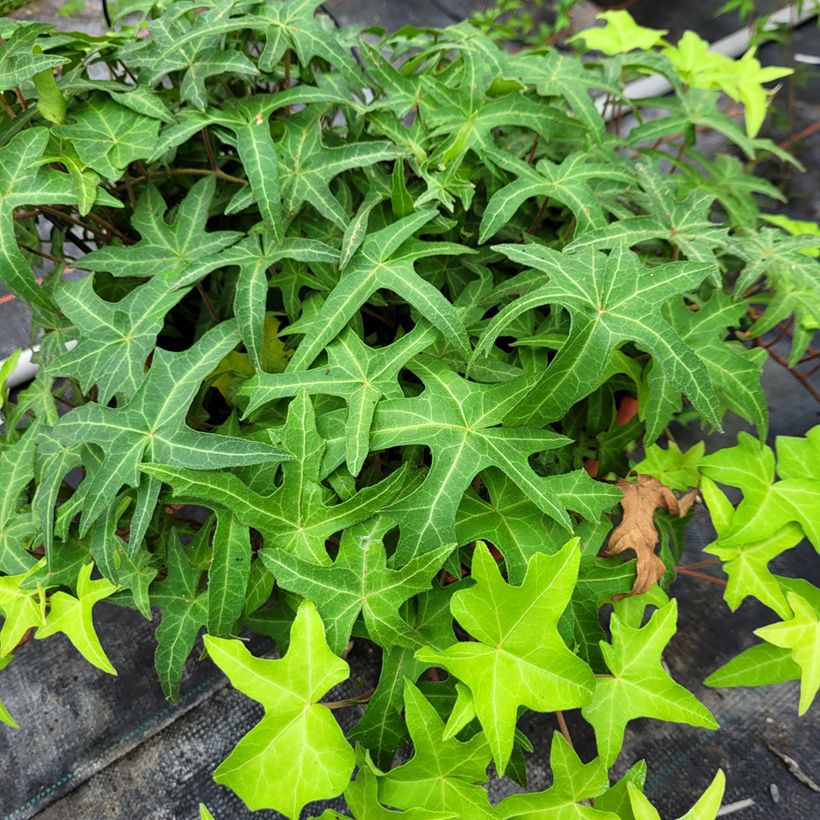 Hedera helix CourageCommon ivy (Foliage)