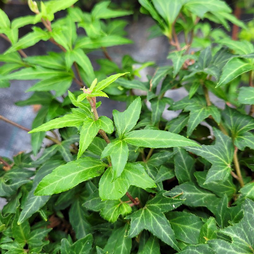 Hedera helix Cross Switch - Common ivyCommon ivy (Foliage)