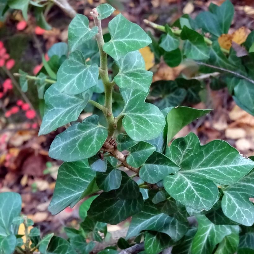 Hedera helix Erecta - Common Ivy (Foliage)