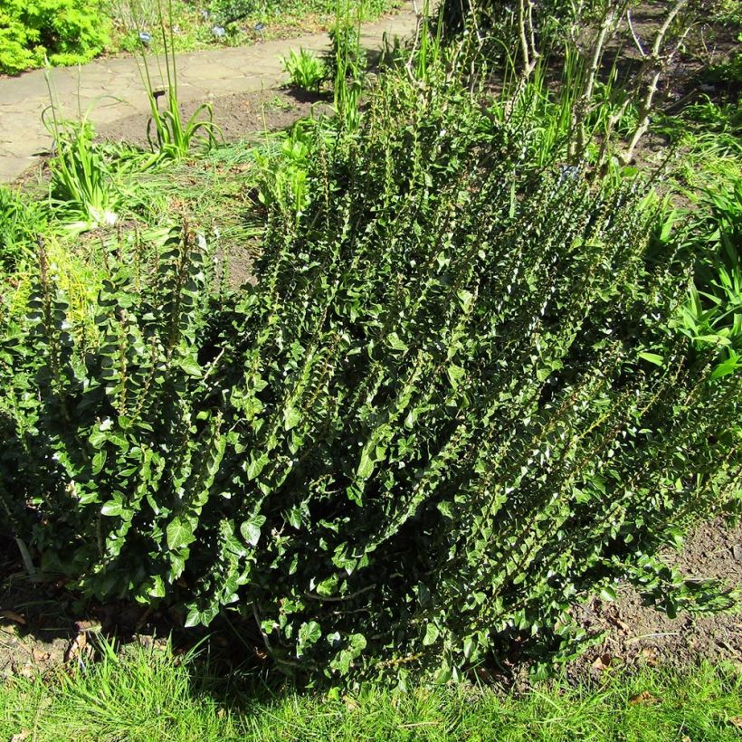 Hedera helix Erecta - Common Ivy (Plant habit)