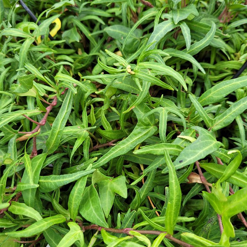 Hedera helix Evergreen - Common ivy (Foliage)