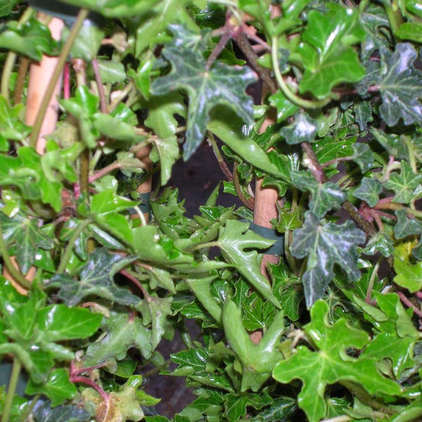 Hedera helix Ivalace - Common Ivy (Foliage)