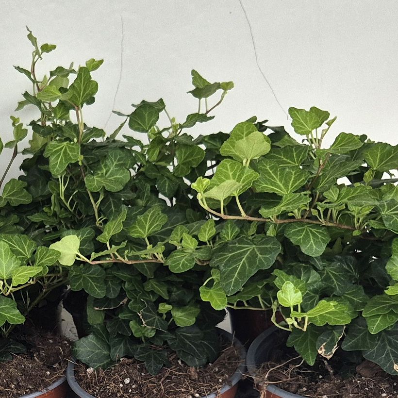 Hedera helix Wonder - Common ivy (Foliage)