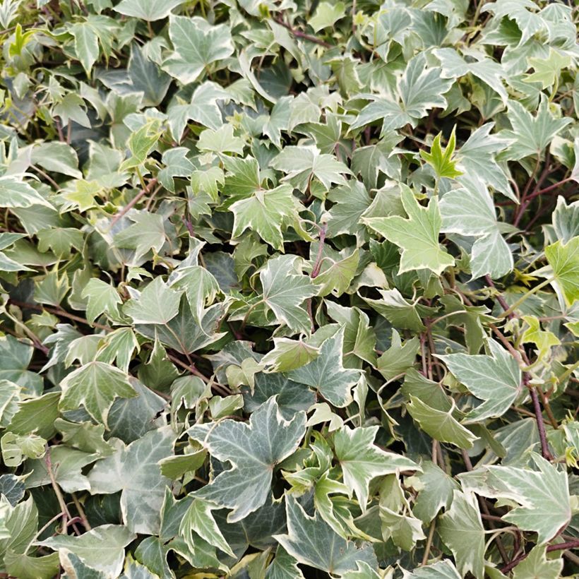 Hedera helix Yellow Ripple - English Ivy (Foliage)