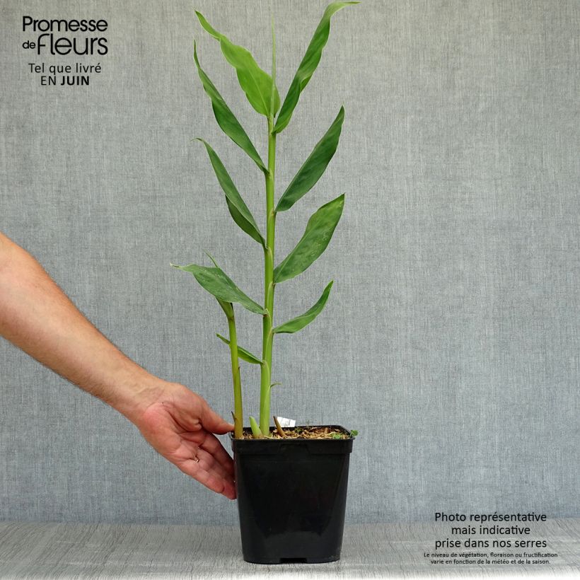 Hedychium Devon Cream 3L/4L pot sample as delivered in summer
