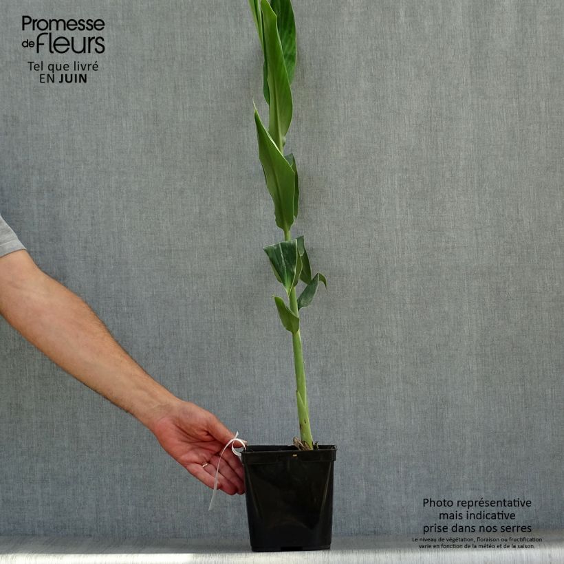 Hedychium coccineum Tara - Ginger Lily Pot 3L/4L pot sample as delivered in summer