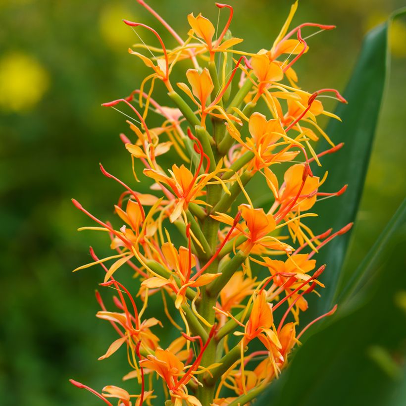 Hedychium coccineum Tara - Ginger Lily Pot (Flowering)