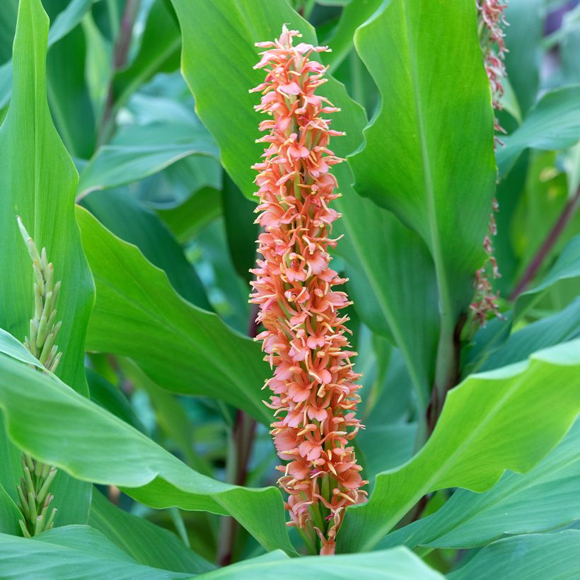Hedychium densiflorum Assam Orange (Flowering)