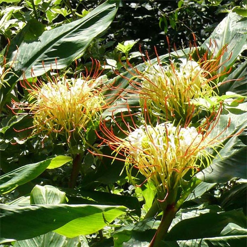 Hedychium ellipticum - Ginger Lily (Flowering)