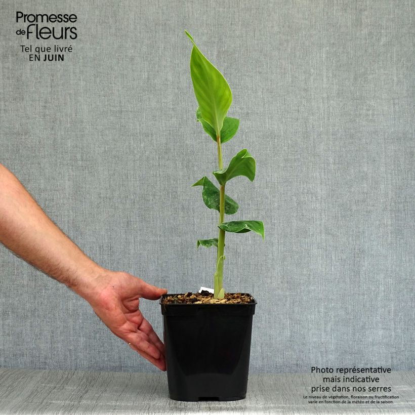 Hedychium gardnerianum - Kahili Ginger 2L/3L pot sample as delivered in summer