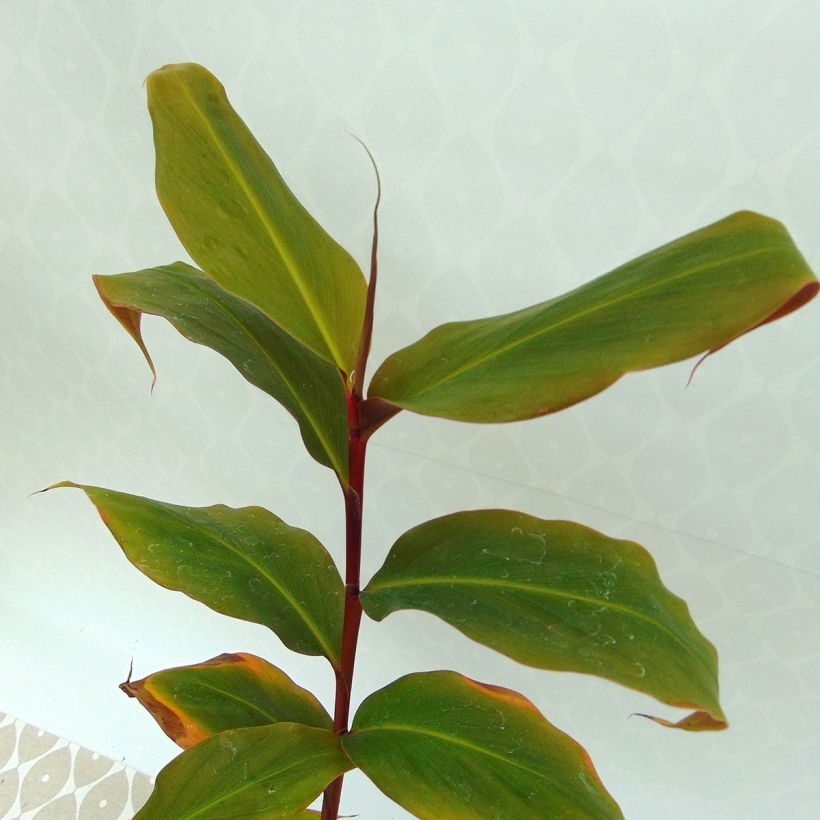 Hedychium greenii - Coral Ginger (Foliage)