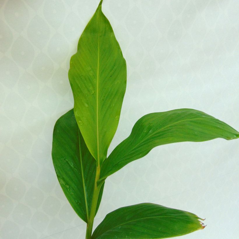 Hedychium spicatum - Ginger Lily (Foliage)