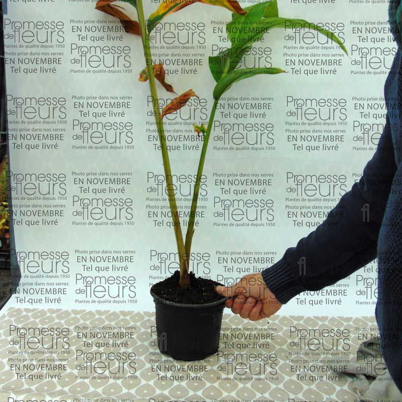 Example of Hedychium spicatum - Ginger Lily specimen as delivered