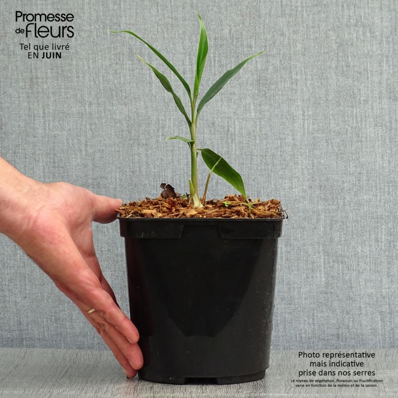 Hedychium villosum var. tenuiflorum 3L/4L pot sample as delivered in summer
