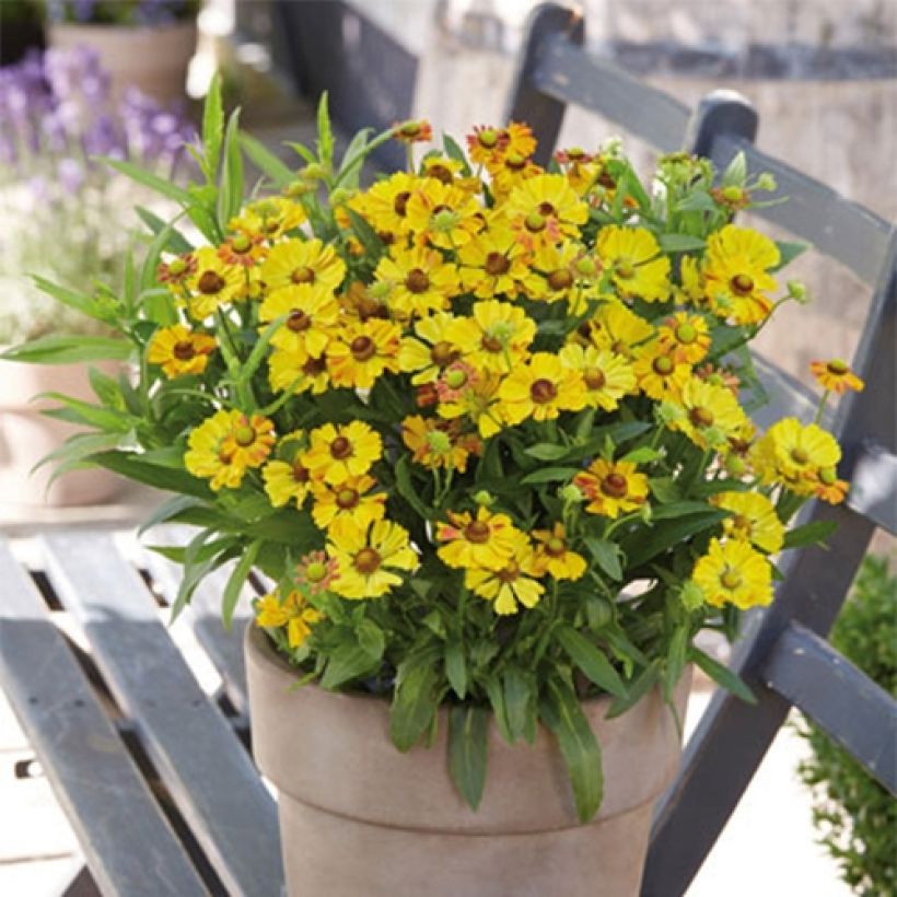 Helenium Okra Sundae (Plant habit)