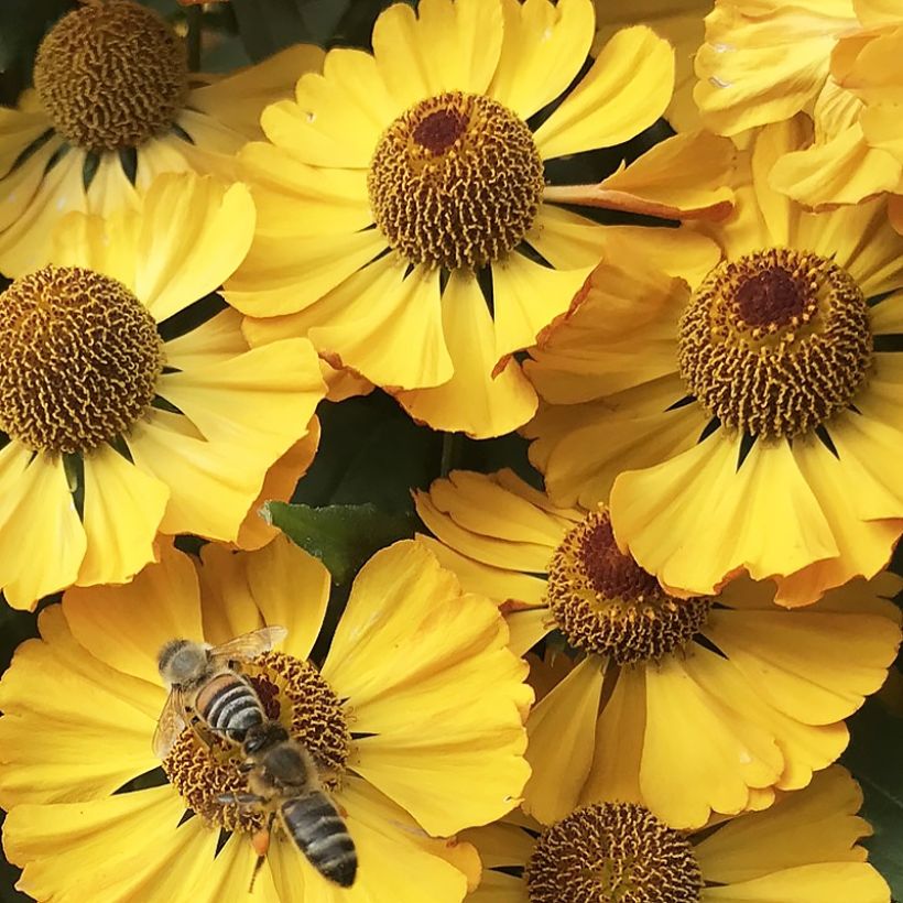 Helenium Okra Sundae (Flowering)