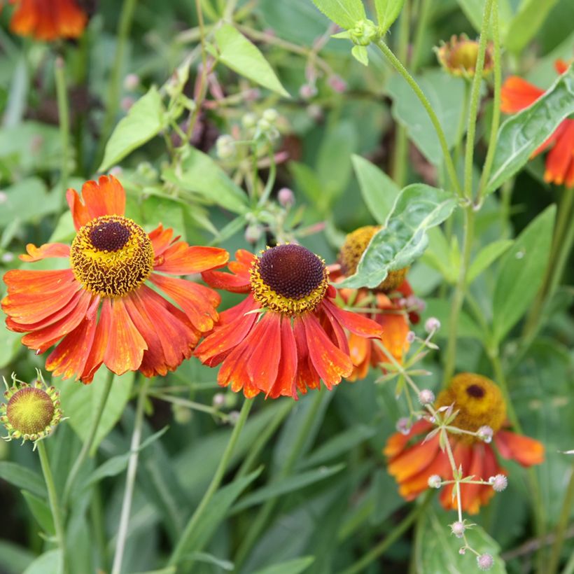 Helenium Waltraut (Flowering)