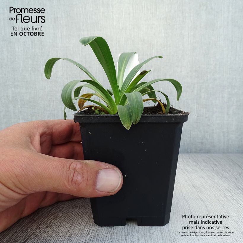 Helenium hoopesii - Sneezeweed 8/9 cm pot sample as delivered in autumn