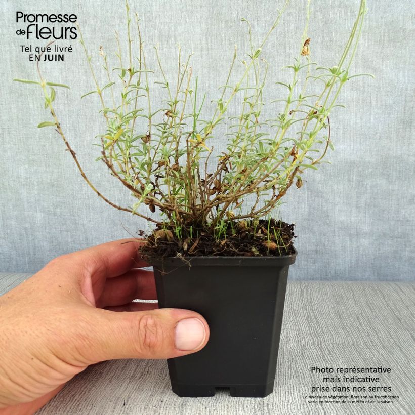 Helianthemum Wisley Primrose - Rock Rose 8/9 cm pot sample as delivered in summer