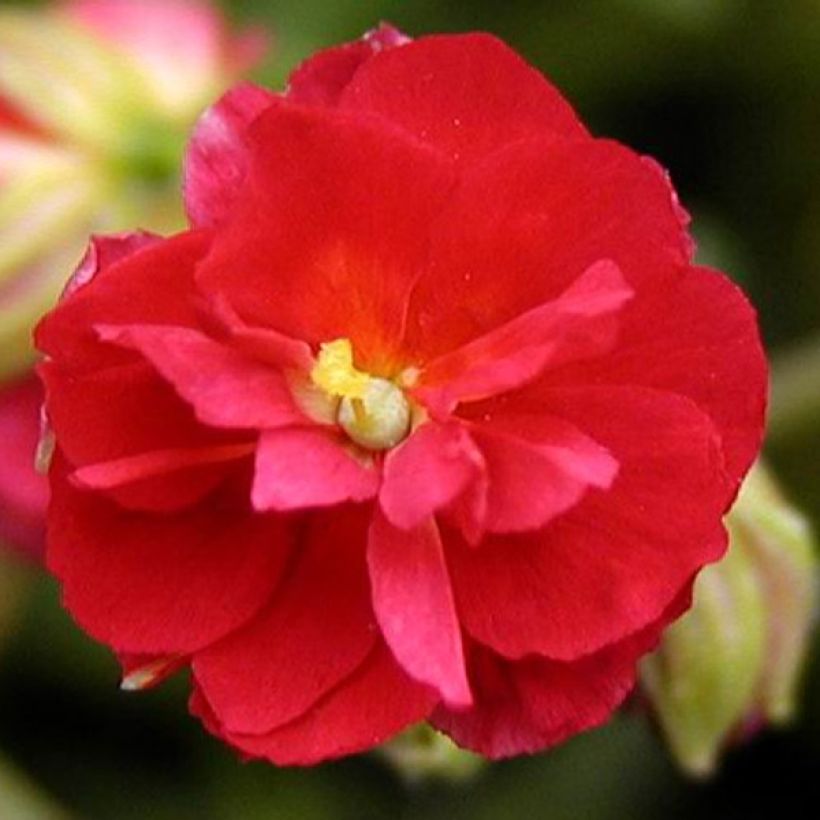 Helianthemum Cerise Queen - Rock Rose (Flowering)