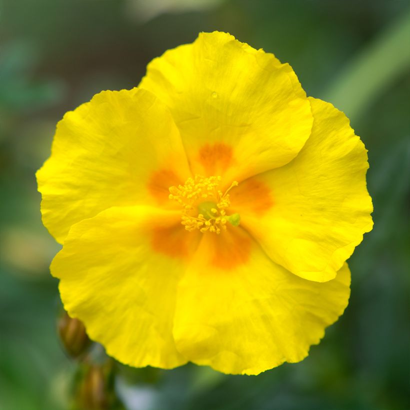 Helianthemum Golden Queen - Rock Rose (Flowering)