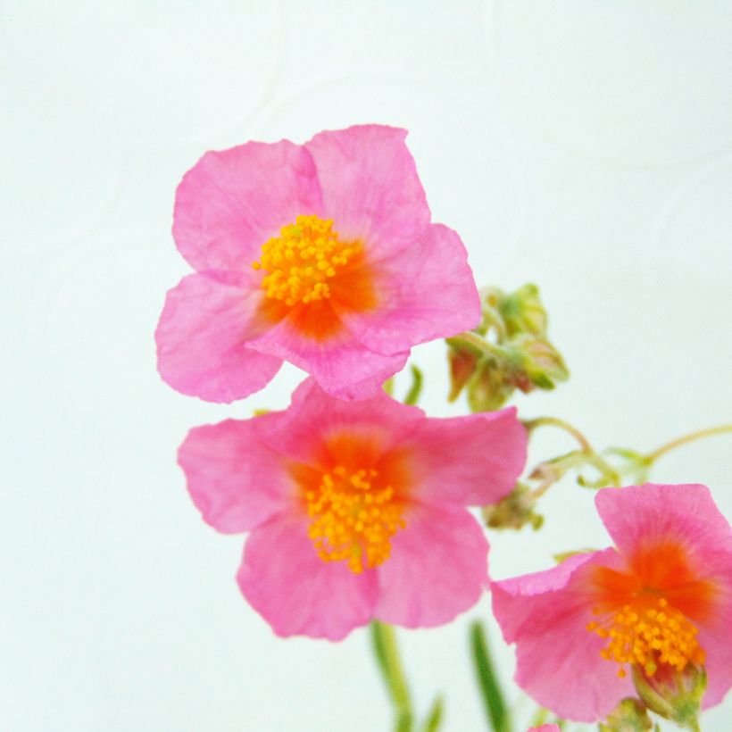 Helianthemum Lawrensons Pink - Rock Rose (Flowering)