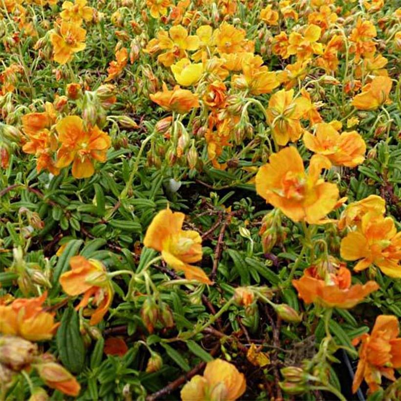 Helianthemum Orange Double - Rock Rose (Flowering)