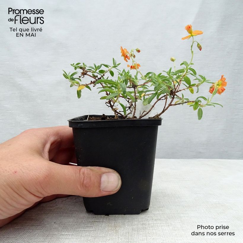 Helianthemum Orange Double - Rock Rose sample as delivered in spring