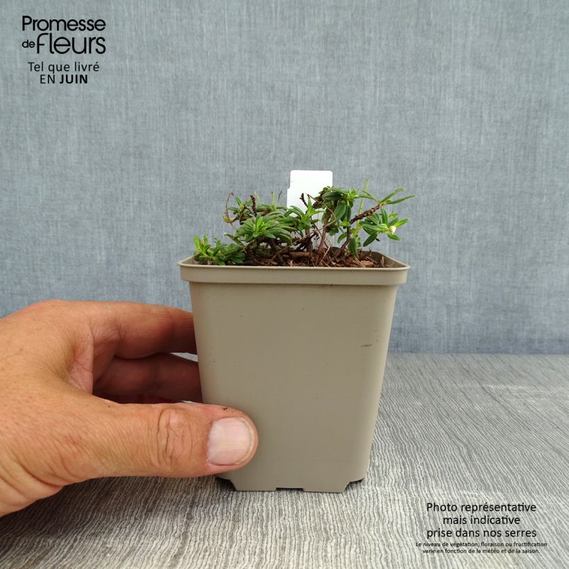 Helianthemum Orange Double - Rock Rose 8/9 cm pot sample as delivered in summer
