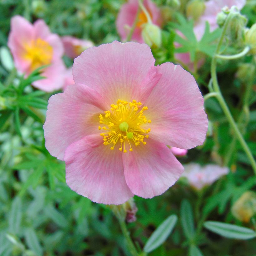 Helianthemum Rhodanthe Carneum - Rock Rose (Flowering)