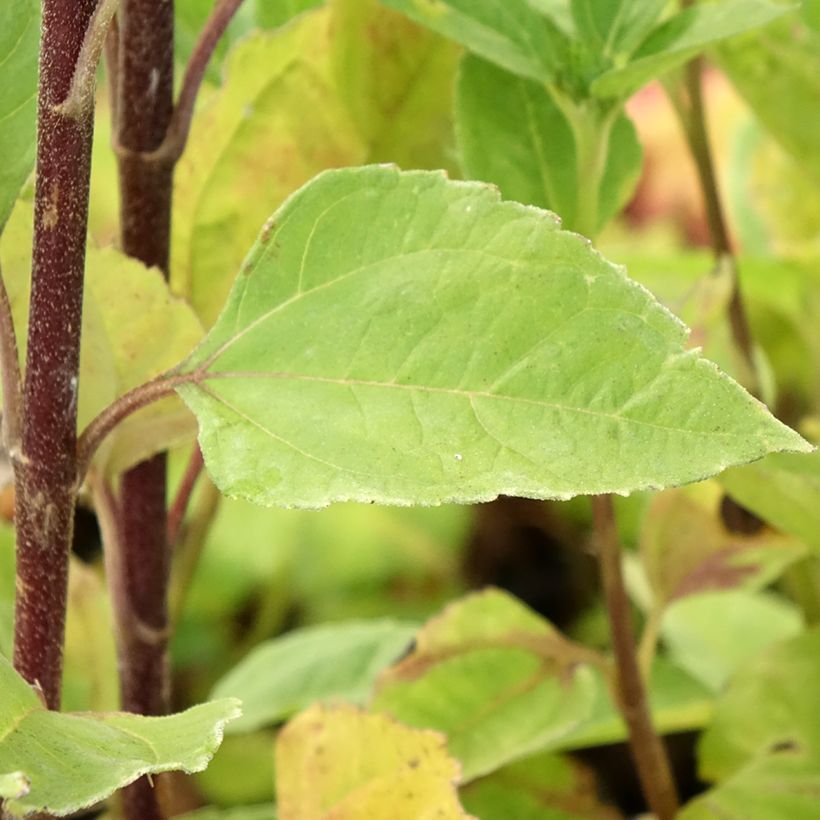 Helianthus multiflorus x decapetalus 'Sunshine Daydream' (Foliage)