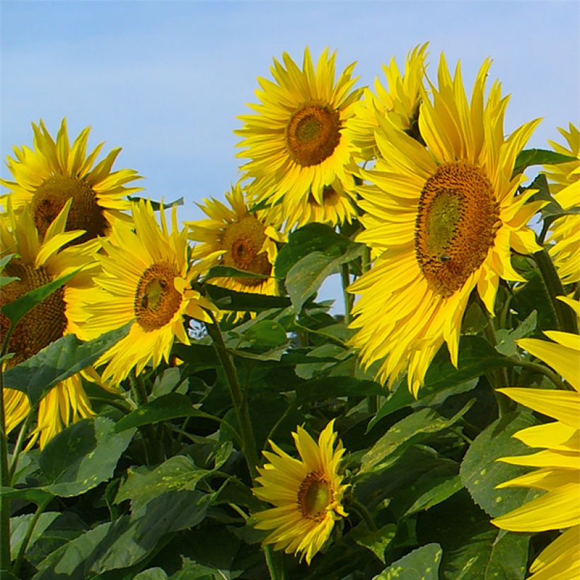 Sunflower Valentine Seeds - Helianthus annuus (Flowering)