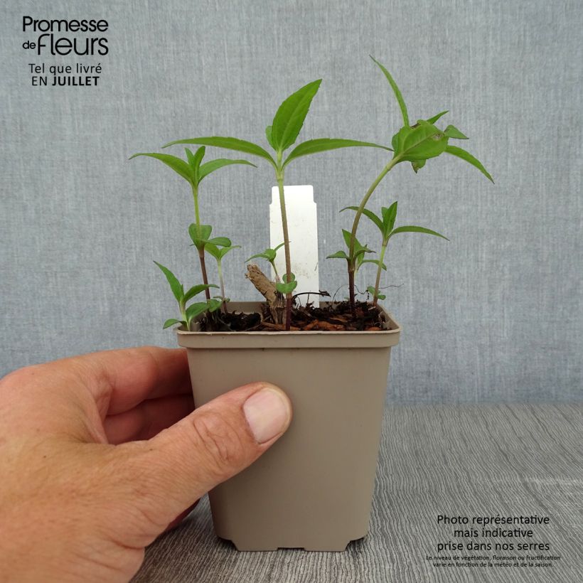Helianthus giganteus Sheilas Sunshine 8/9 cm pot sample as delivered in summer