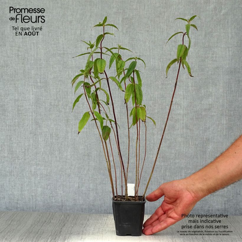 Helianthus microcephalus 8/9 cm pot sample as delivered in summer