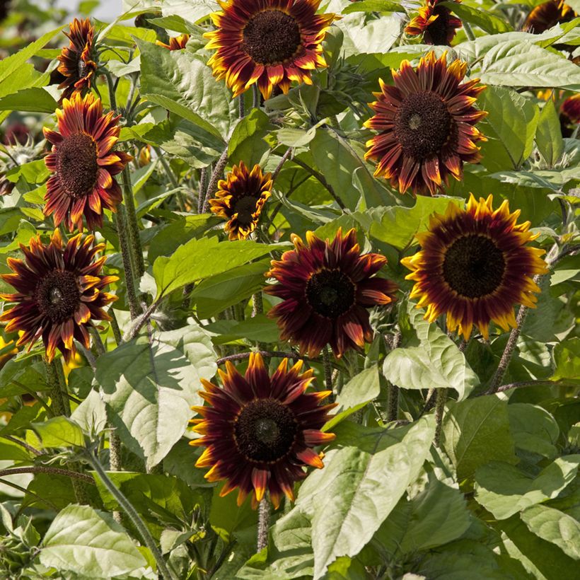 Sunflower Schock-o-Lat F1 seeds - Helianthus annuus (Flowering)