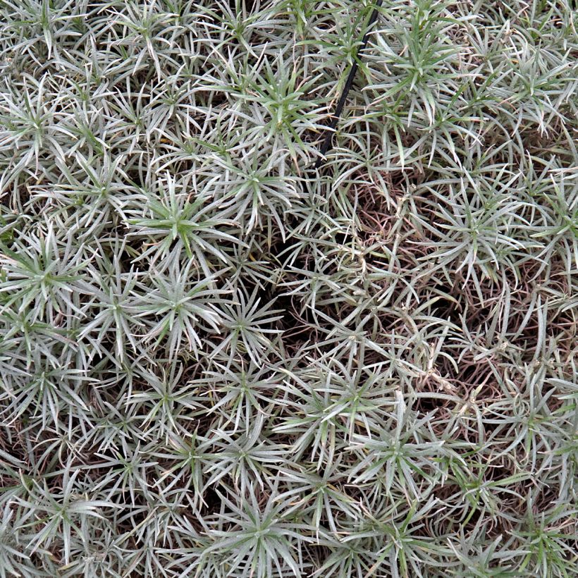 Helichrysum angustifolium (Foliage)