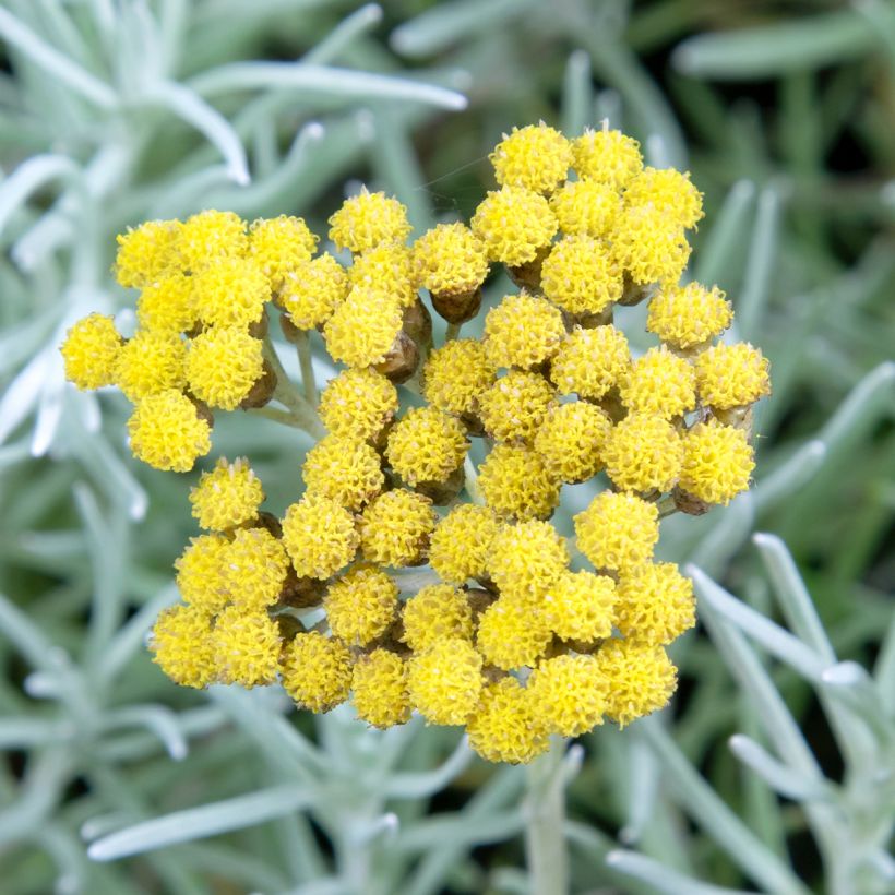 Helichrysum angustifolium (Flowering)