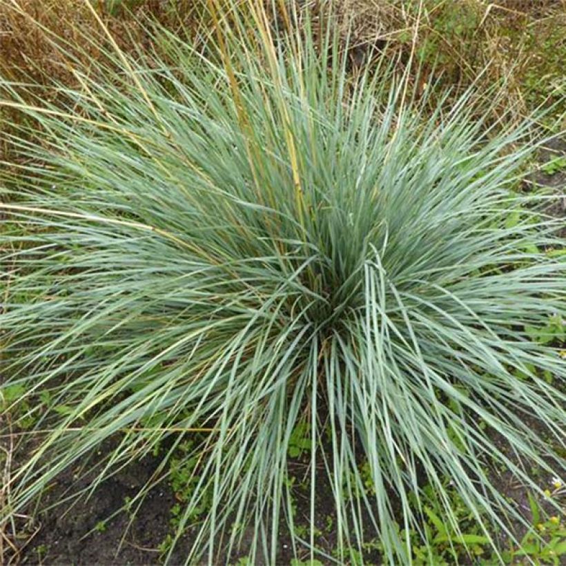 Helictotrichon sempervirens Pendula - Blue oat grass (Foliage)