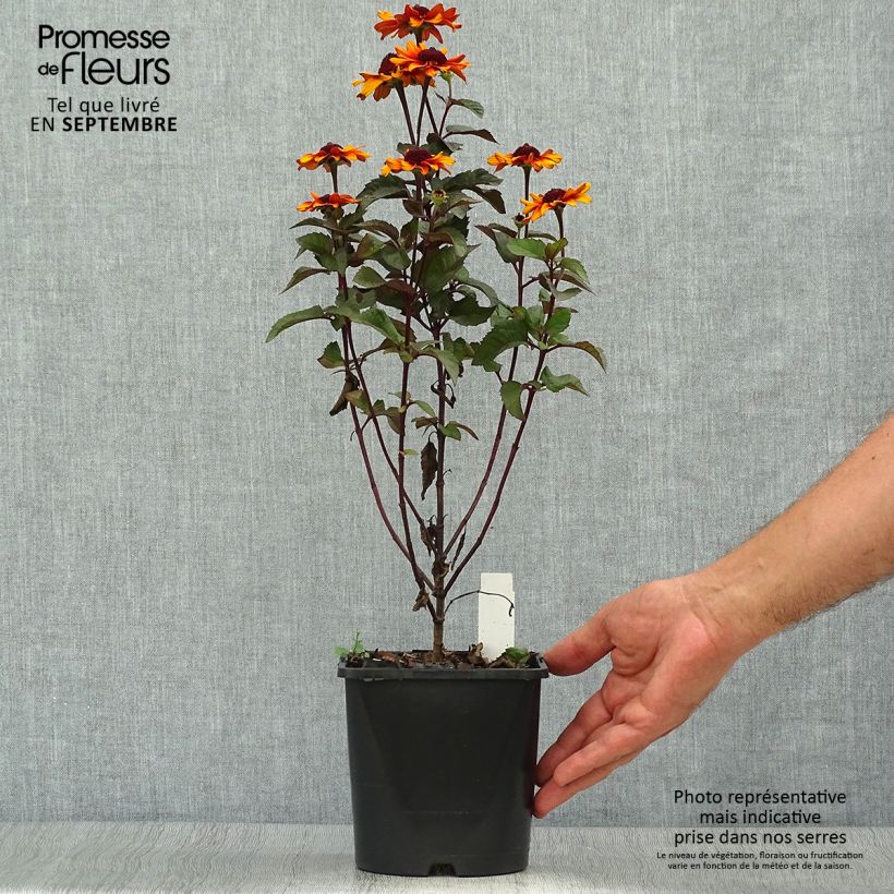 Heliopsis helianthoides Luna Roja 2L/3L pot sample as delivered in autumn
