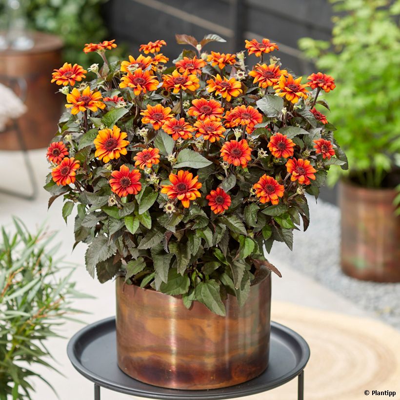 Heliopsis helianthoides Luna Roja (Plant habit)