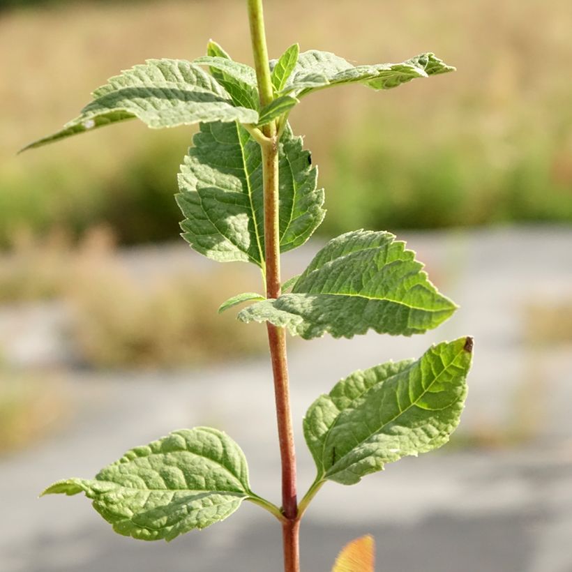 Heliopsis helianthoides Asahi (Foliage)