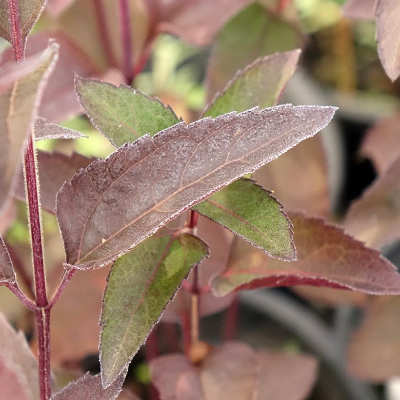 Heliopsis helianthoides Sparkling Contrast (Foliage)