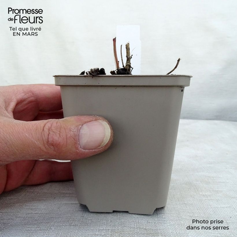 Heliopsis helianthoides var. scabra 8/9 cm pot sample as delivered in spring