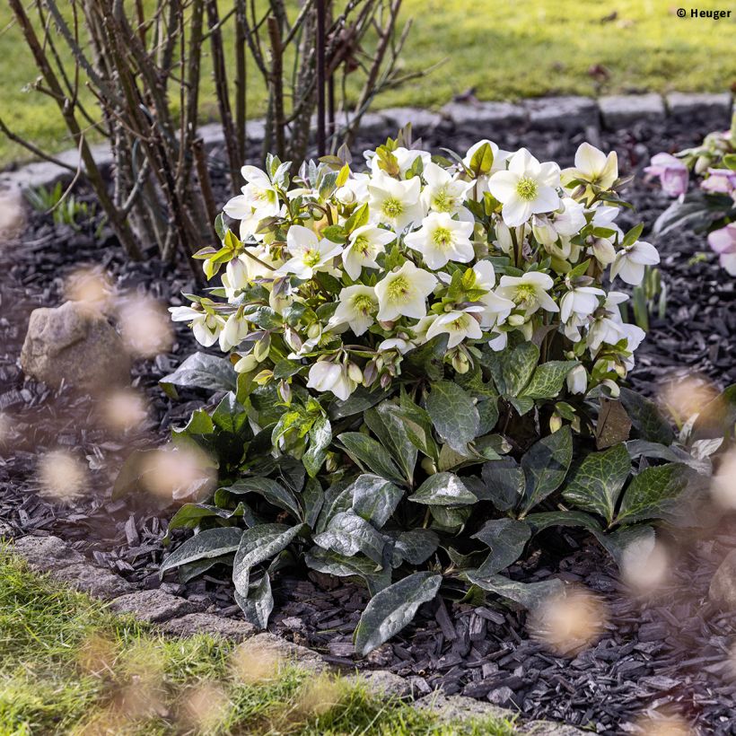 Helleborus Ice N' Roses Marbled Mia Marble - Hellebore (Plant habit)