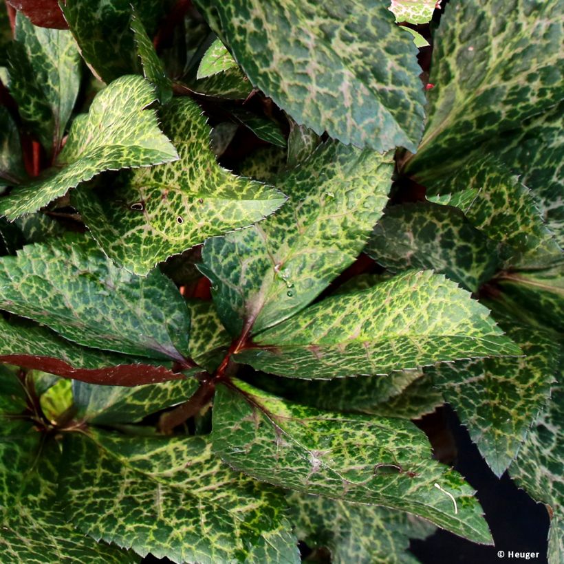 Helleborus Ice N' Roses Marbled Mona Marble - Hellebore (Foliage)