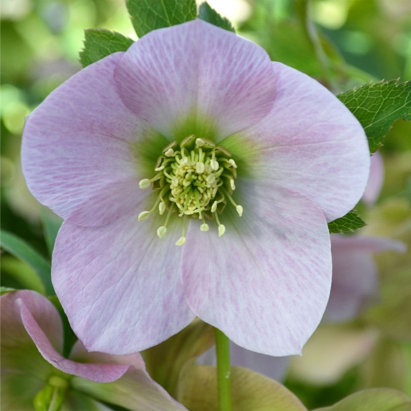Helleborus hybridus ViV Alessandra (Flowering)