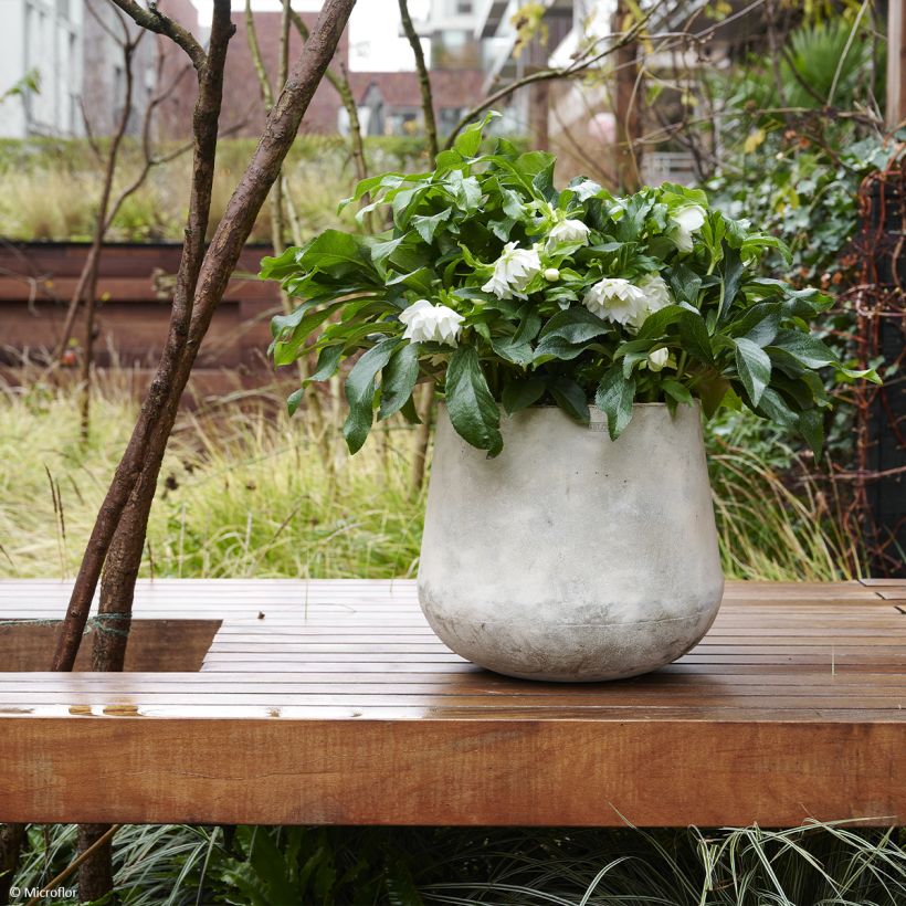 Helleborus hybridus ViV Amalia (Plant habit)