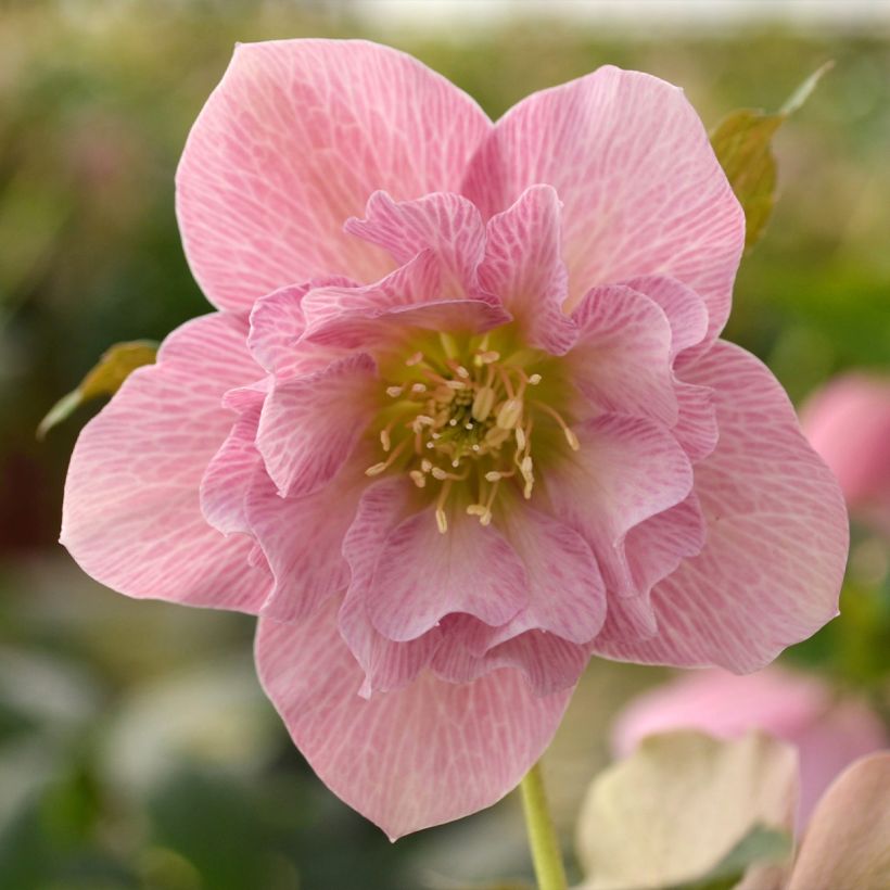 Helleborus hybridus ViV Benedetta (Flowering)